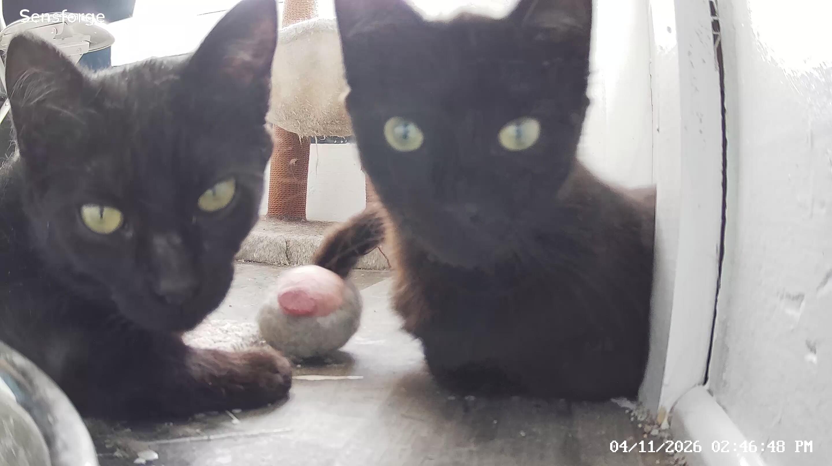 Enlarge Eve, a ADOPTABLE Domestic Short Hair in Ionia, MI image 1/2
