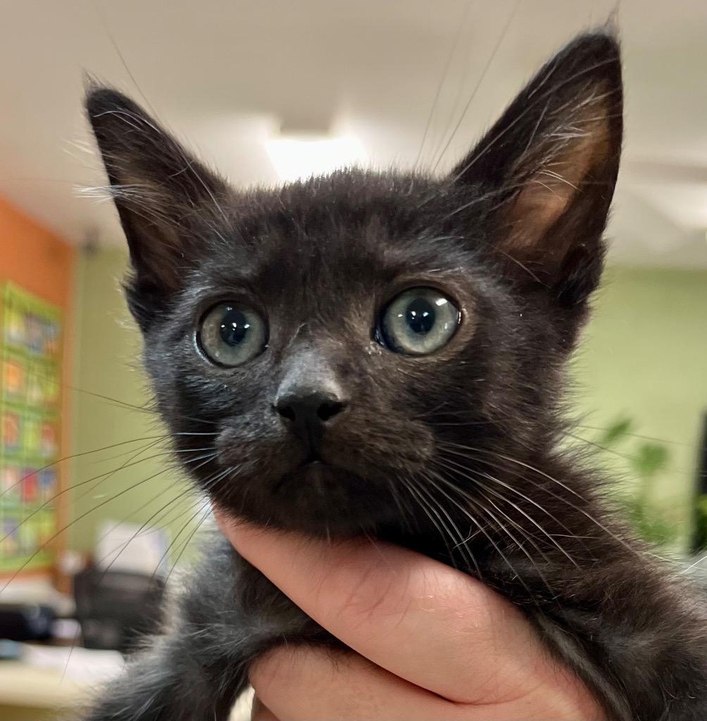 Yarn, a Adoptable mixed breed in Burnsville, NC image 2/2