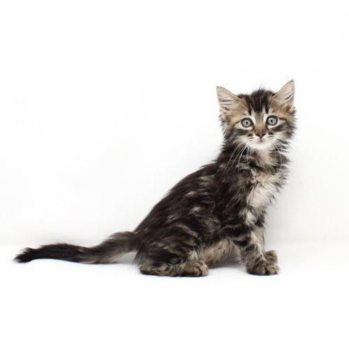 Sunmi, Adoptable, Kitten Female Domestic Medium Hair.
