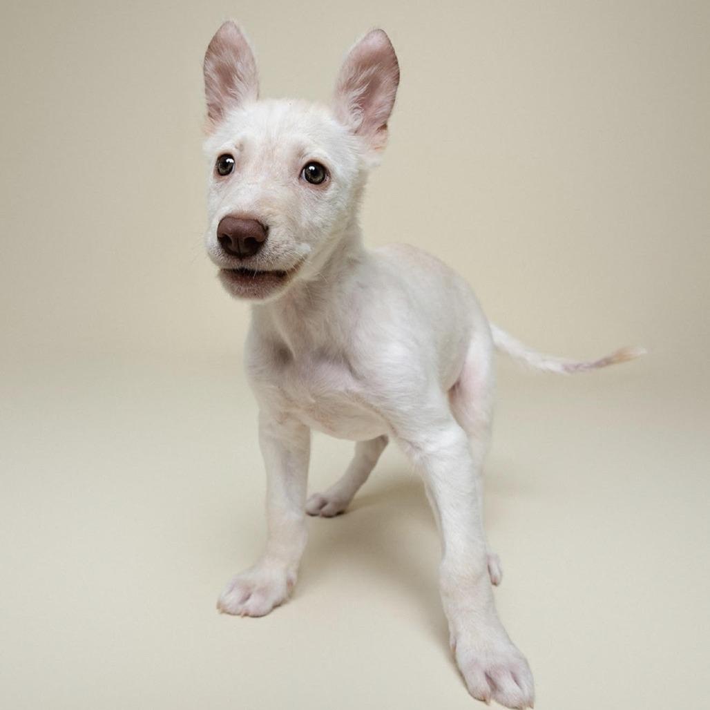 Pebbles, Adoptable, Puppy Female Australian Shepherd & Mixed Breed.