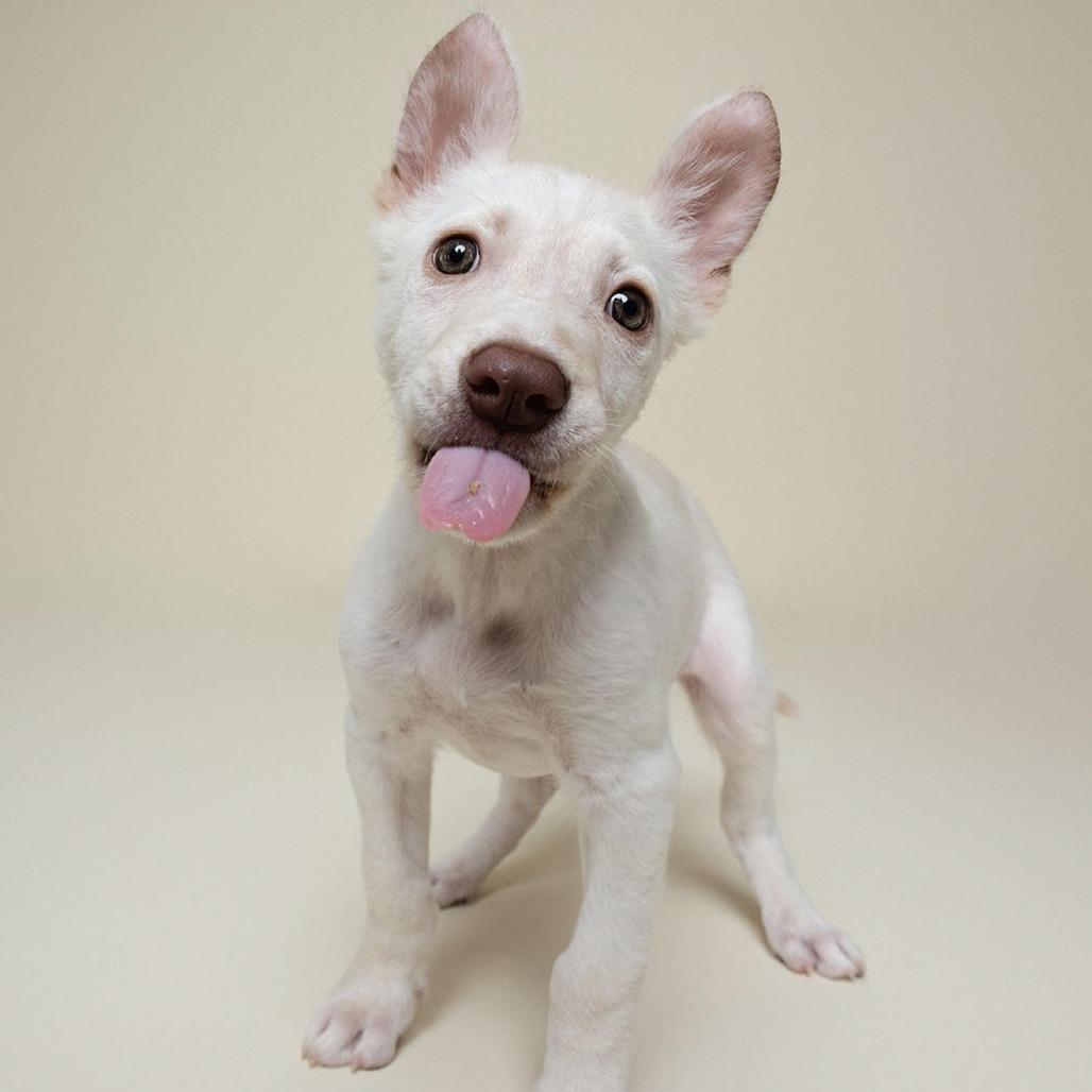 Enlarge Pebbles, a Adoptable mixed breed in Houston, TX image 3/3