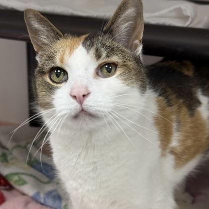 Callie, Adoptable, Senior Female Domestic Short Hair & Domestic Short Hair.