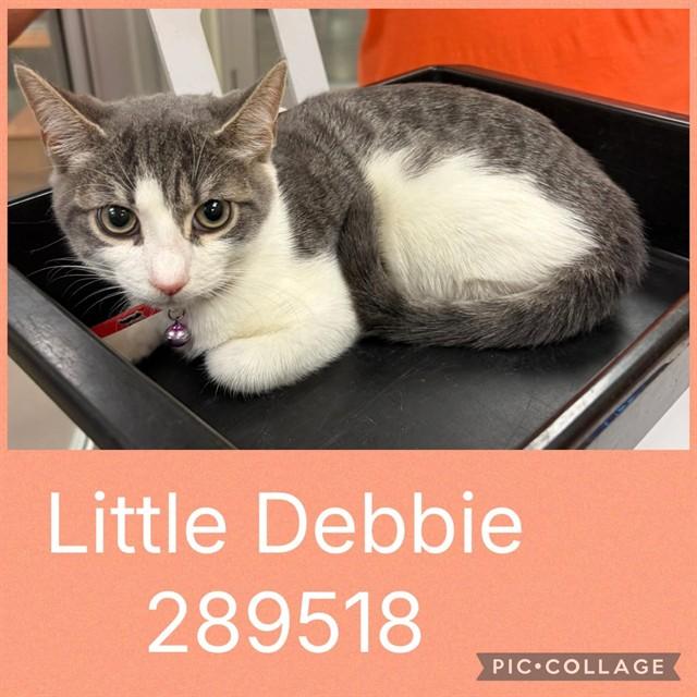 Enlarge LITTLE DEBBIE, a Adoptable Domestic Short Hair in Macon, GA image 1/1