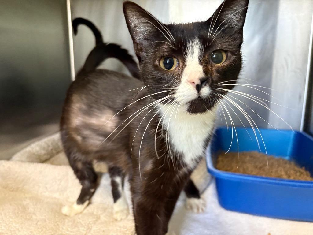 Miss Yodel, Adoptable, Young Female Domestic Short Hair.