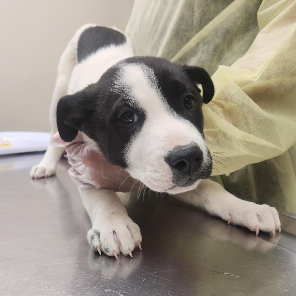 Rainbow 22393 — thumbnail 2