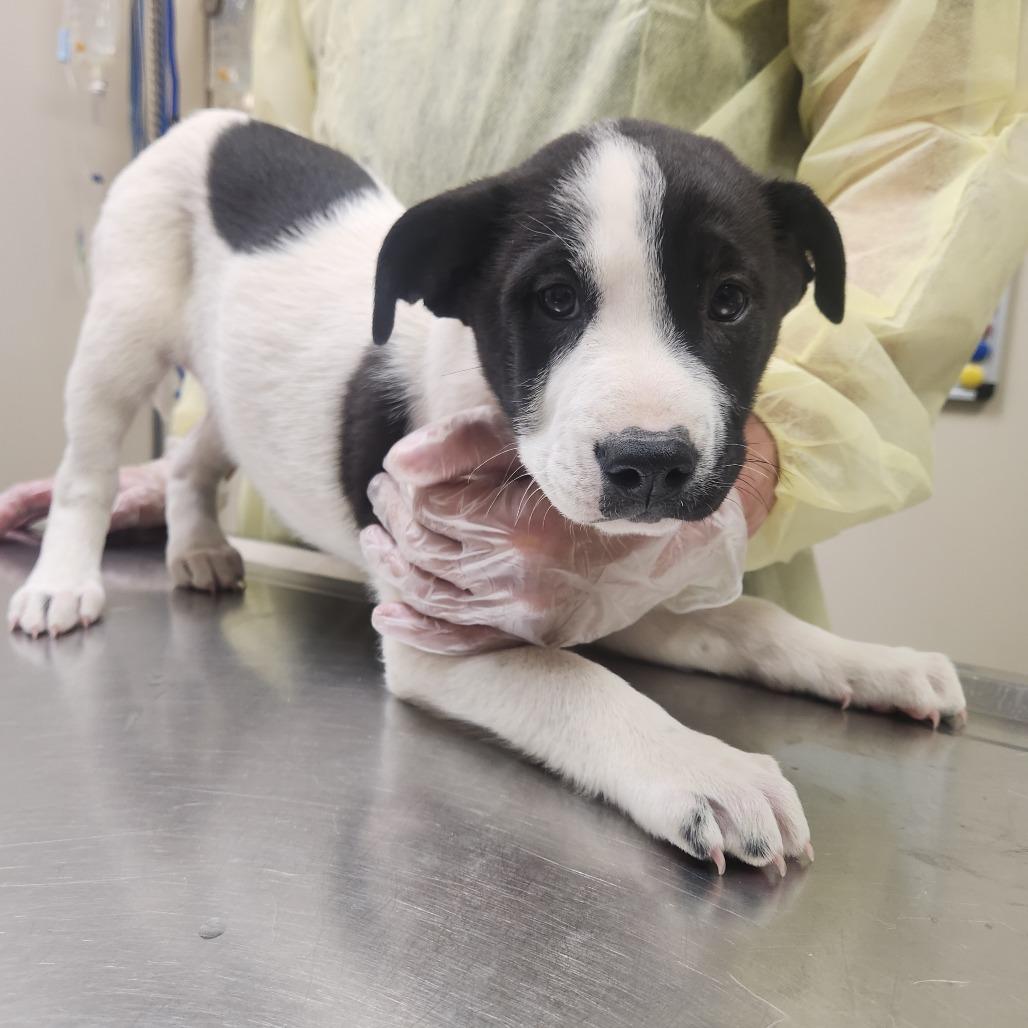 Rainbow 22393 — thumbnail 3