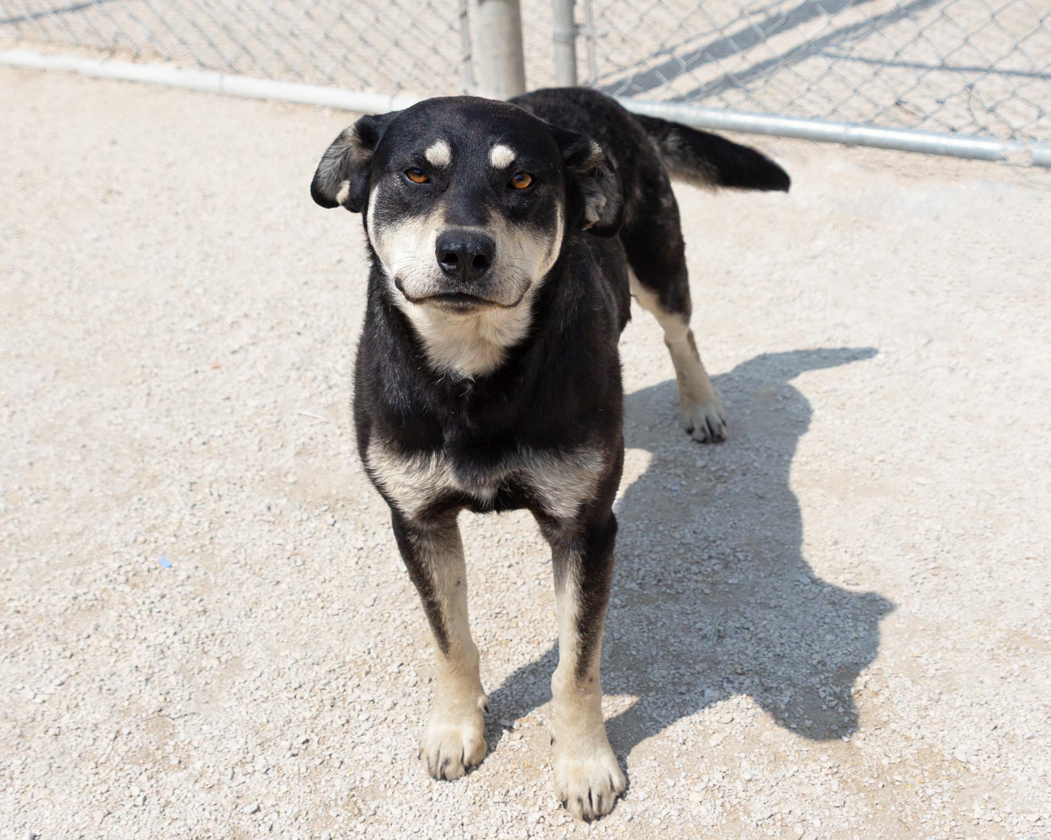 Plato - IN FOSTER, an adoptable Black Labrador Retriever in Winnipeg, MB, R3E 3N8 | Photo Image 2