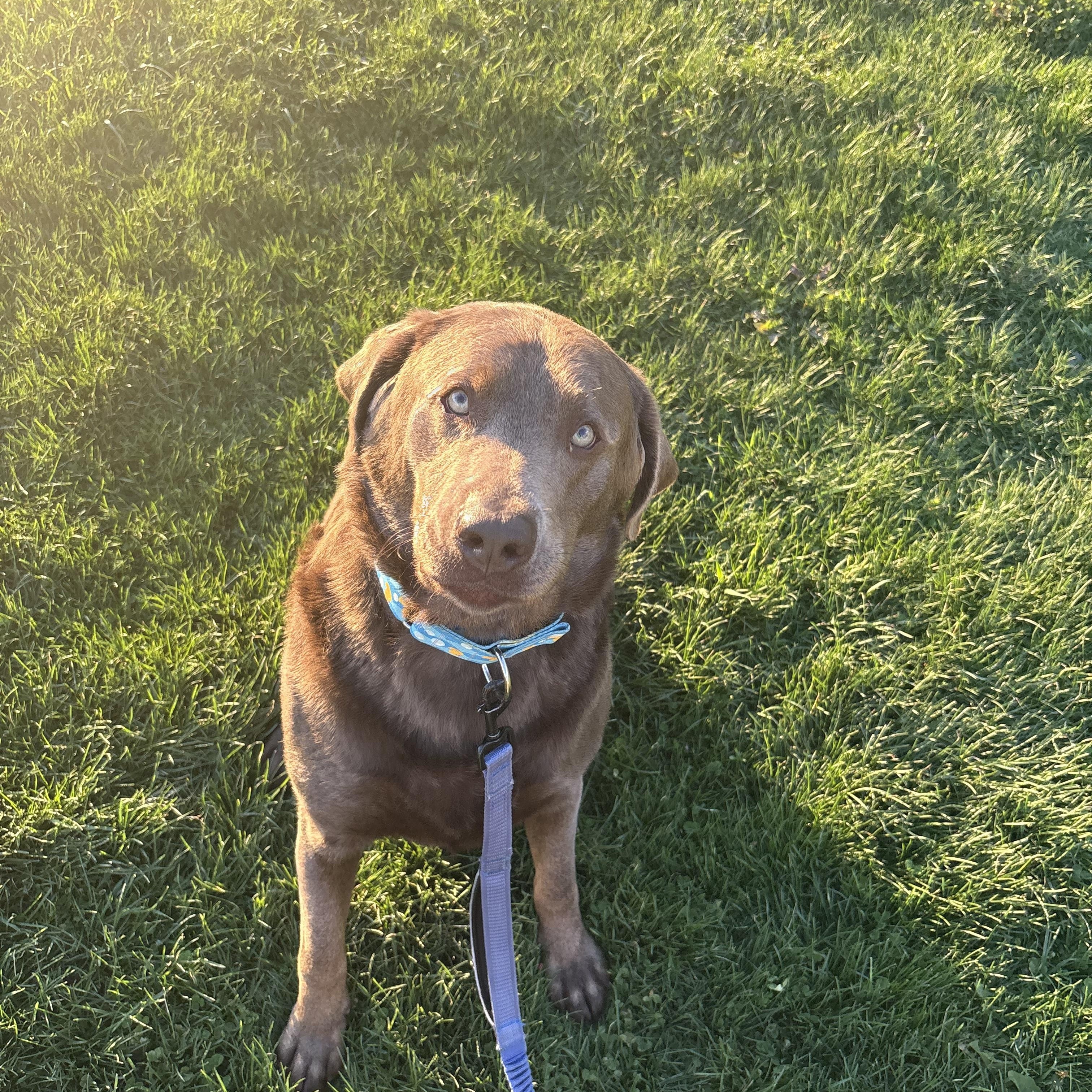 Vans, an adopted Labrador Retriever in Indiana, PA image 2/3