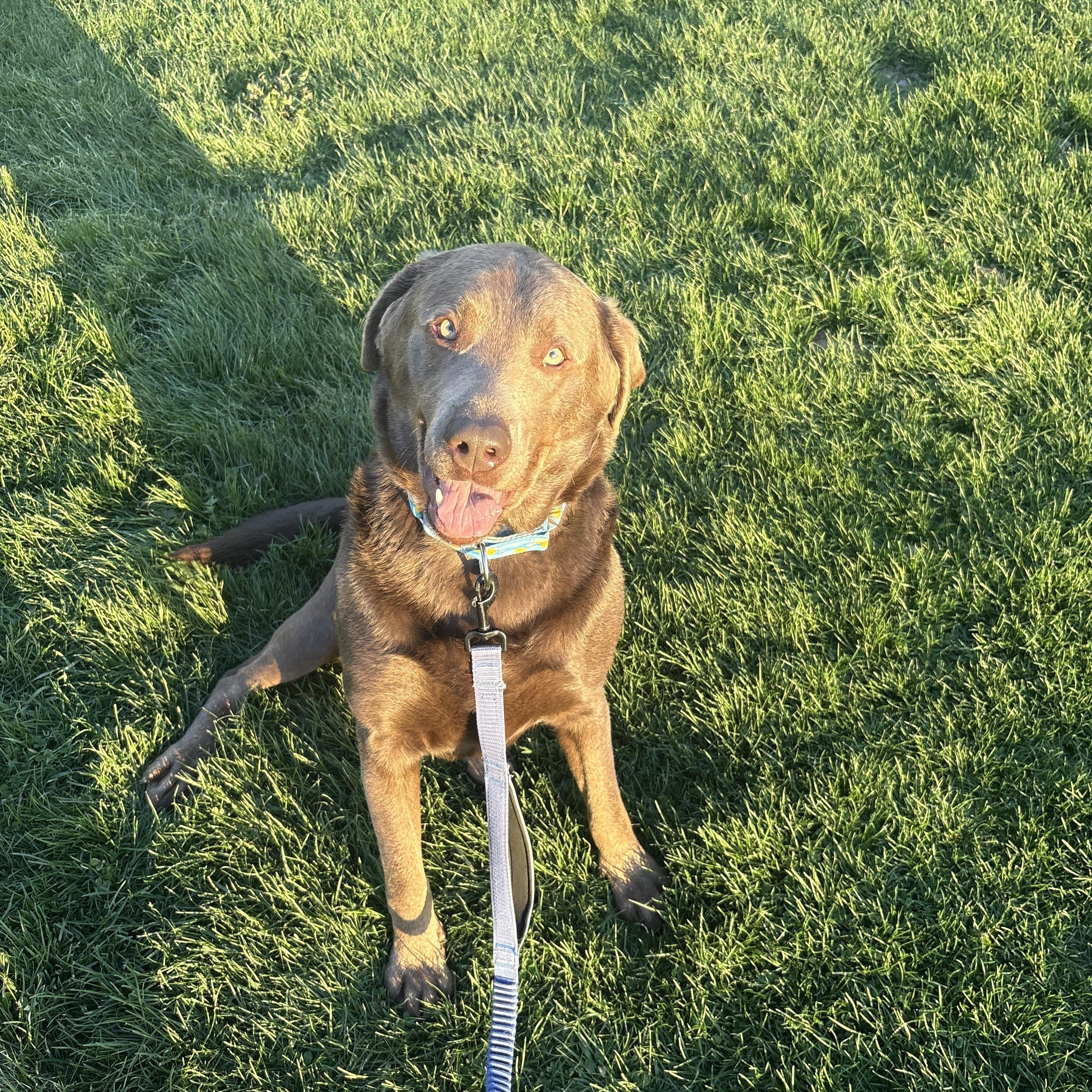 Vans, an adopted Labrador Retriever in Indiana, PA image 1/3