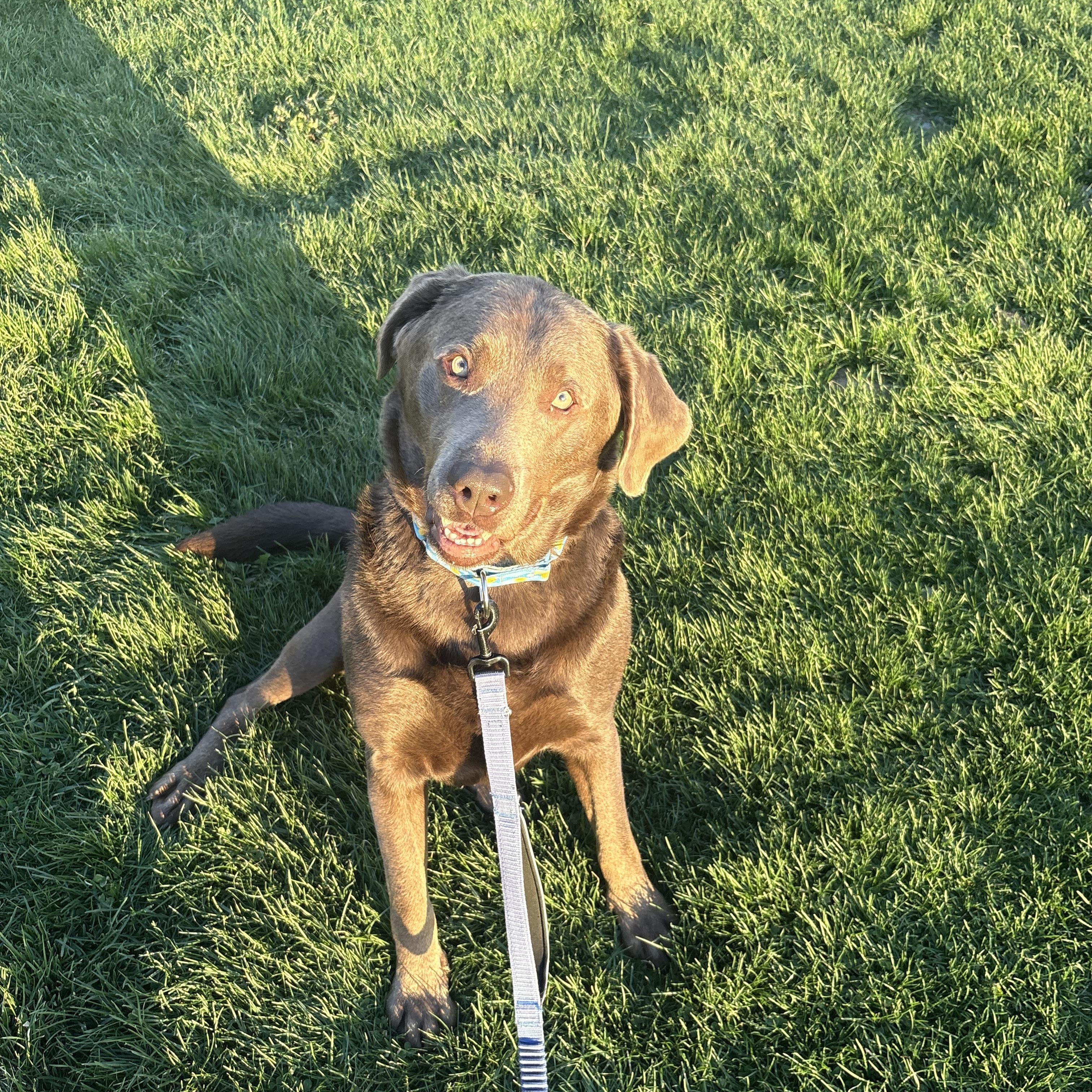 Vans, an adopted Labrador Retriever in Indiana, PA image 3/3