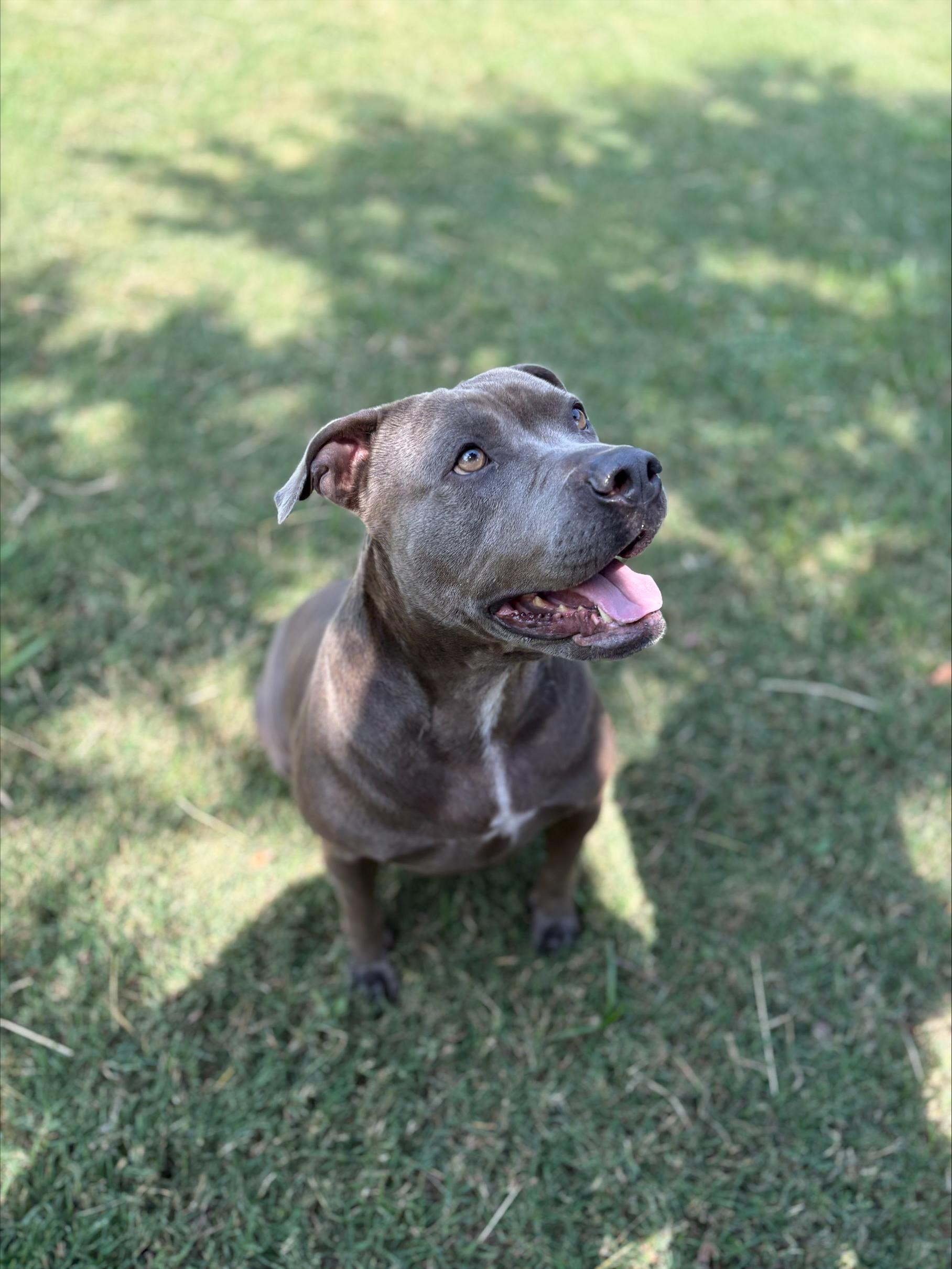 Sadie, Adoptable, Adult Female Pit Bull Terrier.