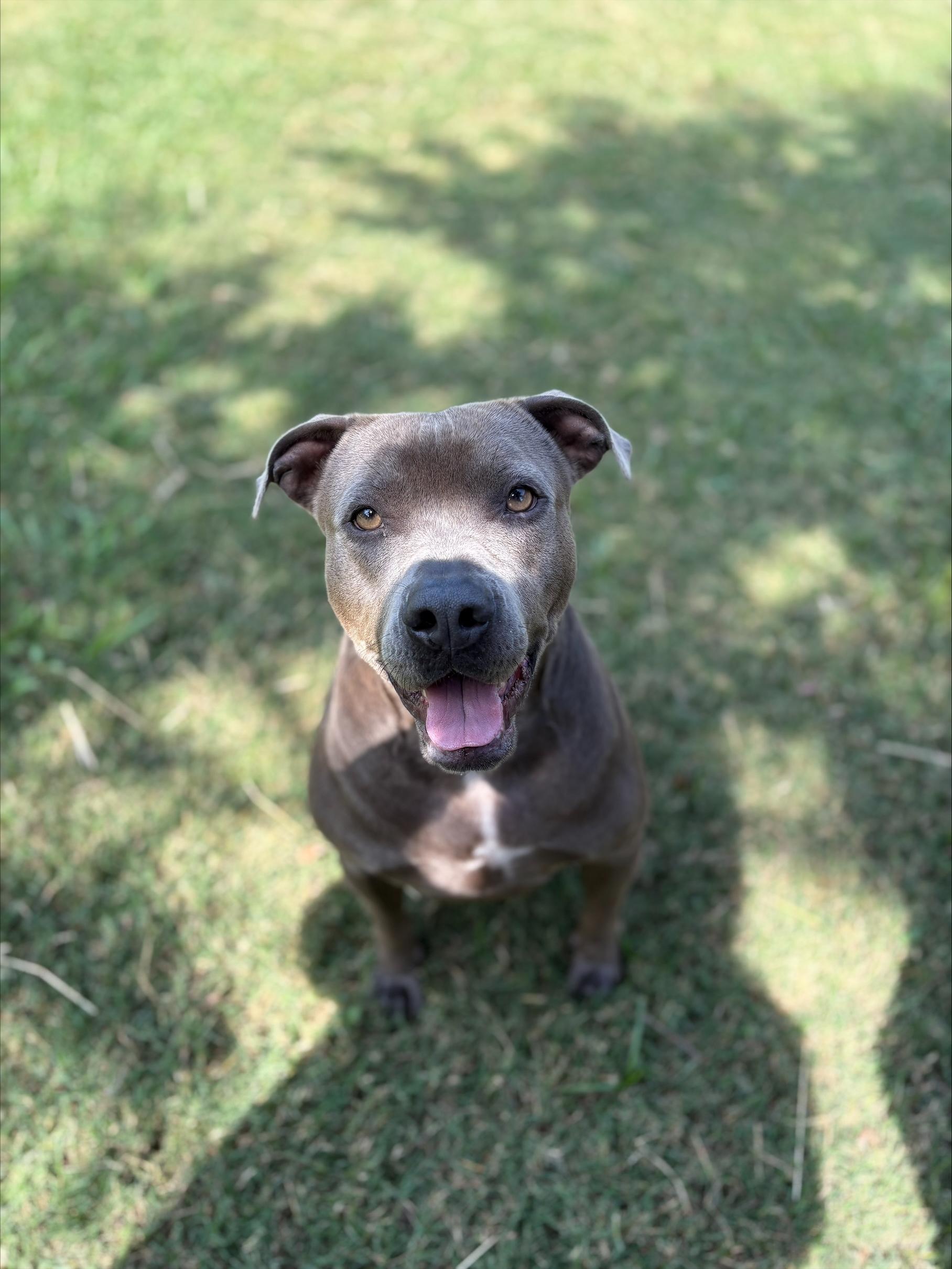 Enlarge Sadie, a Adoptable mixed breed in Fort Worth, TX image 2/2