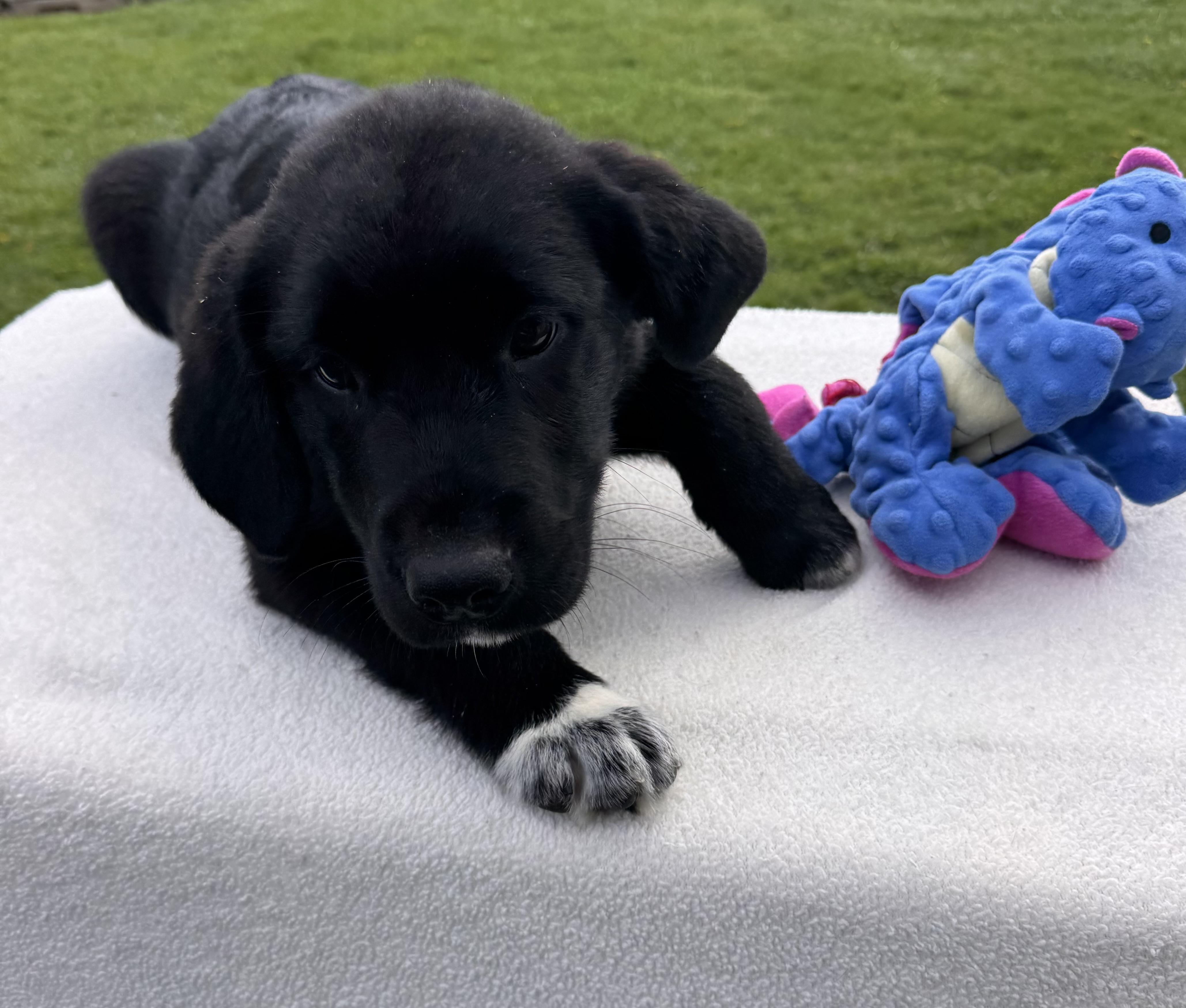 Pez, adopted, Puppy Male Border Collie.