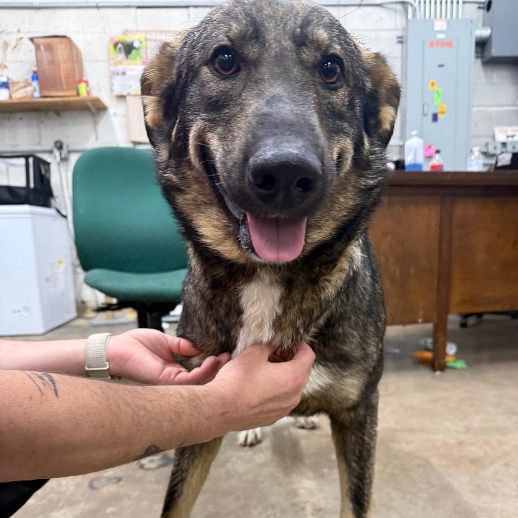 Ali, a Adoptable Shepherd in Corbin, KY image 1/3