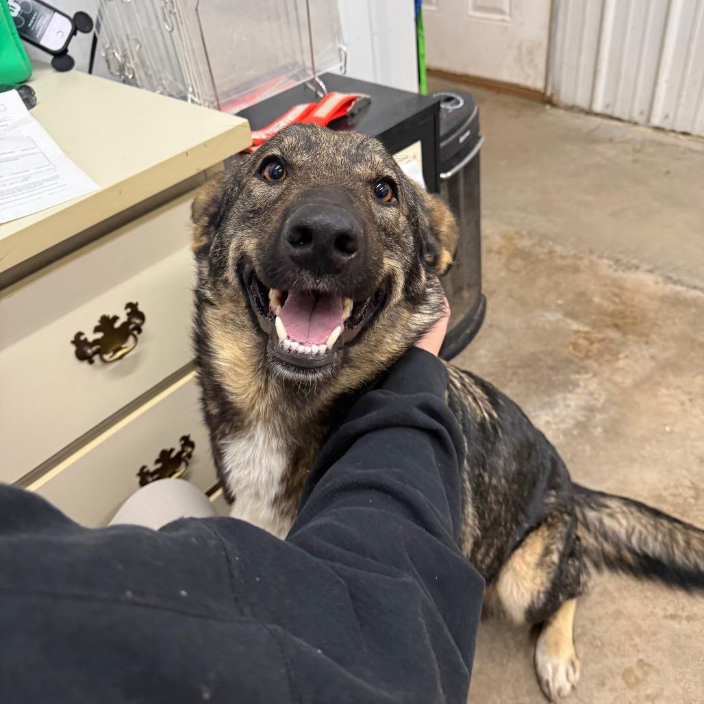 Ali, a Adoptable Shepherd in Corbin, KY image 2/3