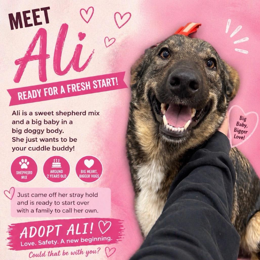 Ali, a Adoptable Shepherd in Corbin, KY image 3/3