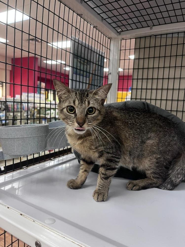 Tadpole, Adopted, Young Male Domestic Short Hair.