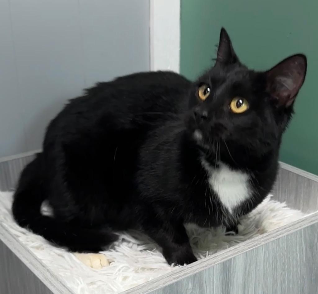 Enlarge Tuxie, a Adoptable mixed breed in Waynesville, MO image 1/1