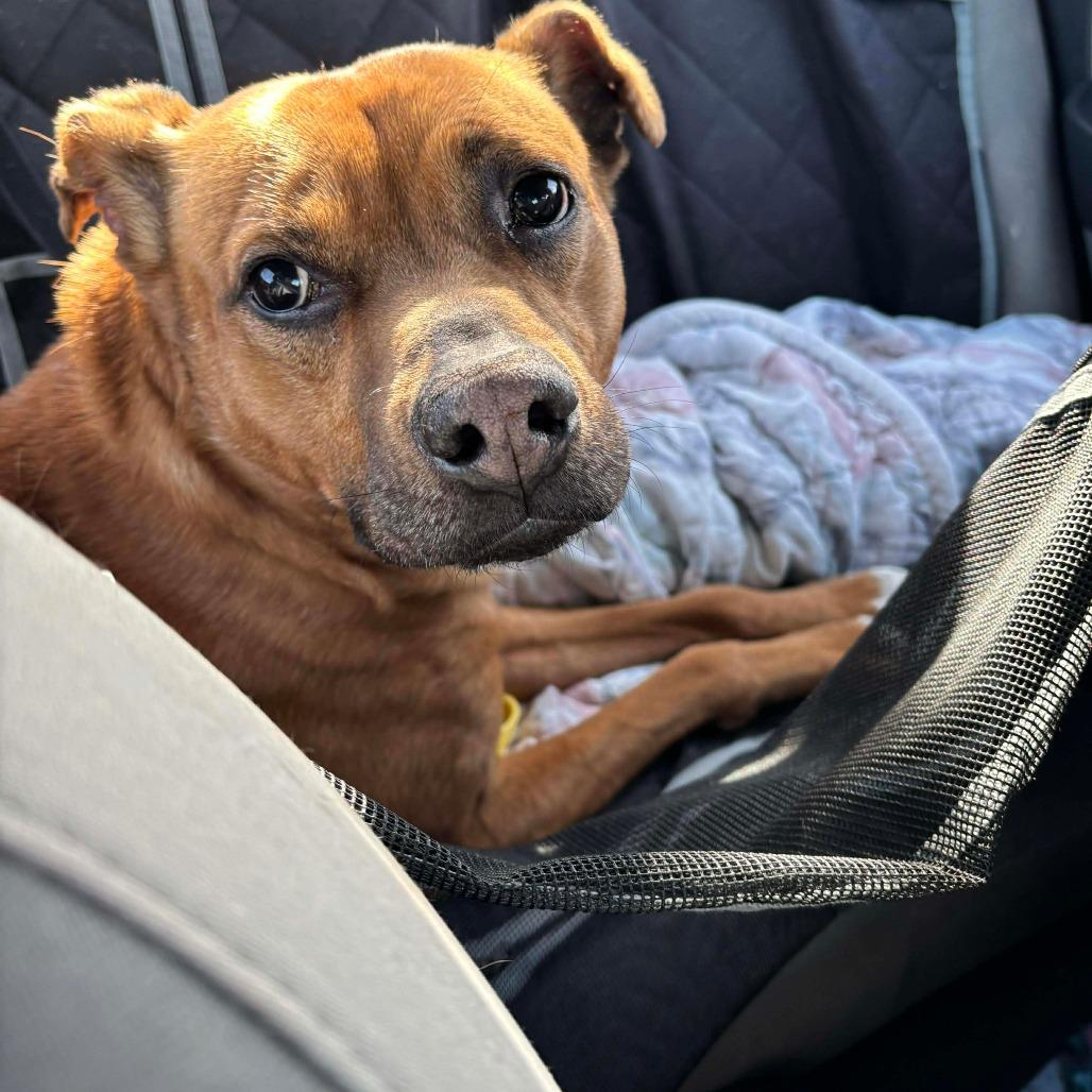 Rocko, a Adoptable Mixed Breed in Greensboro, NC image 2/6
