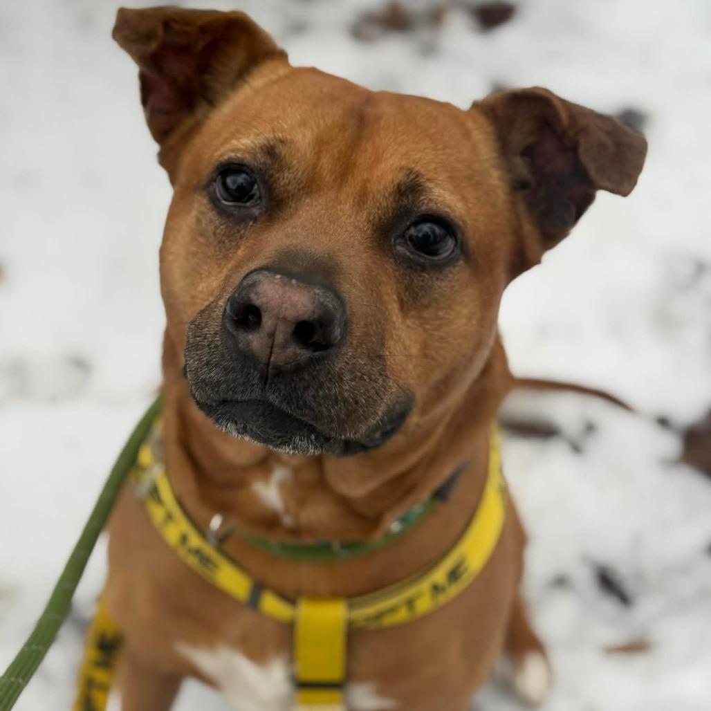 Rocko — thumbnail 2