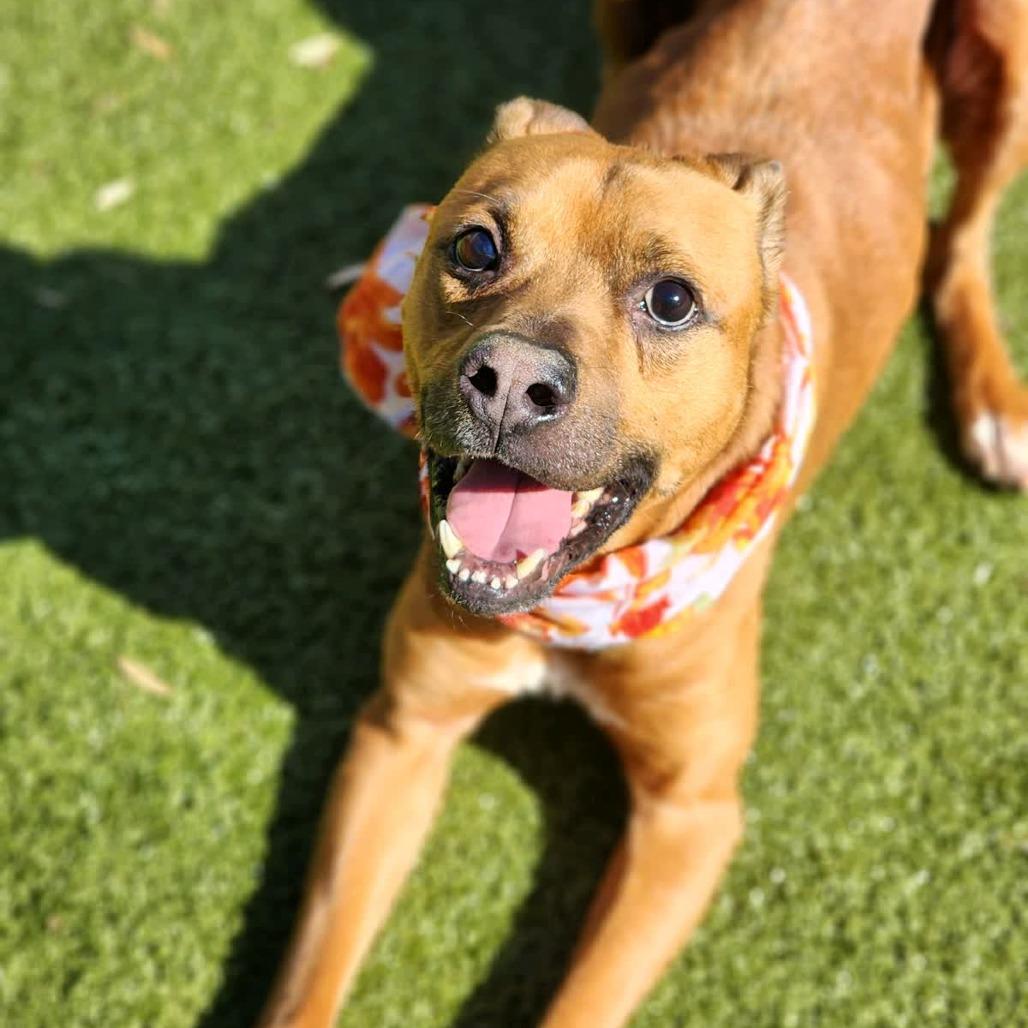 Rocko, a Adoptable Mixed Breed in Greensboro, NC image 3/6