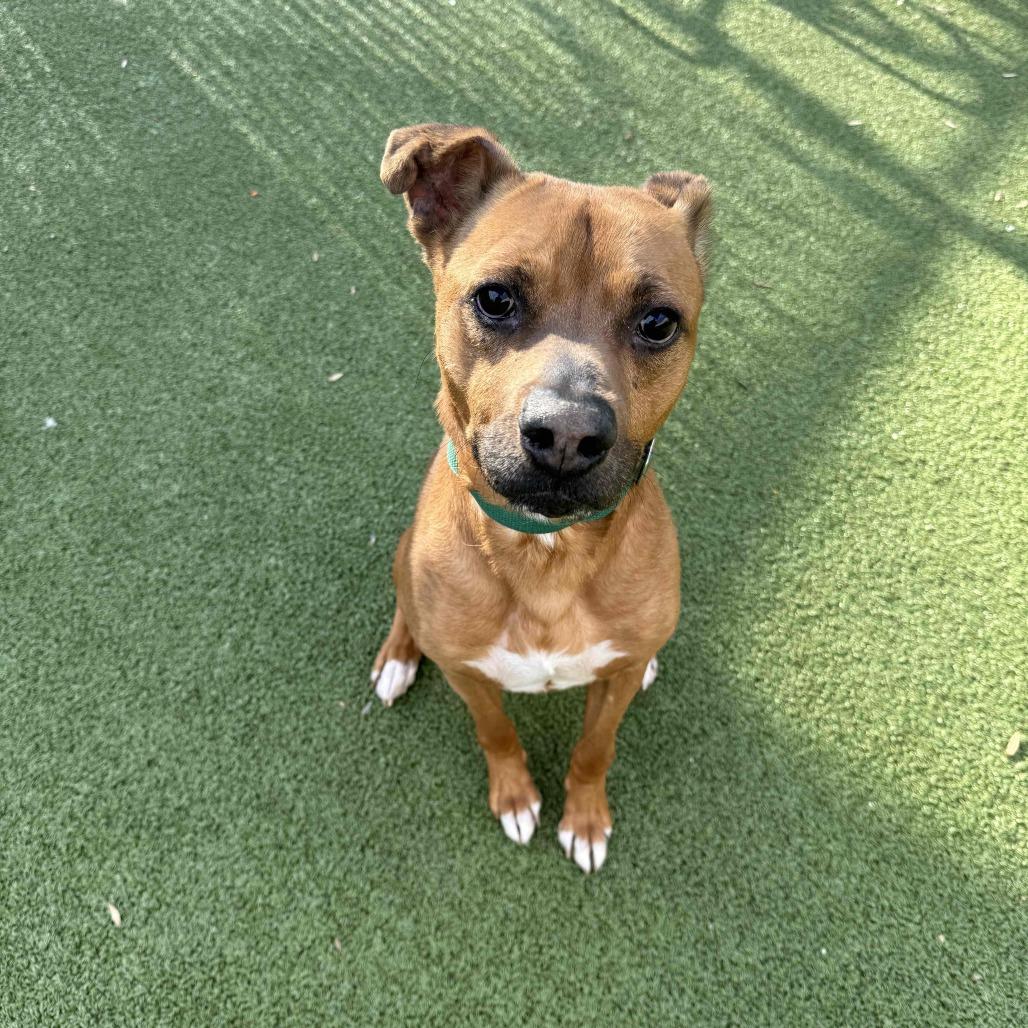 Rocko, a Adoptable Mixed Breed in Greensboro, NC image 4/6