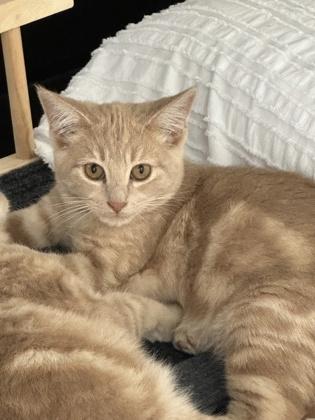 Ambrose, Adoptable, Kitten Male Domestic Short Hair & Domestic Short Hair.