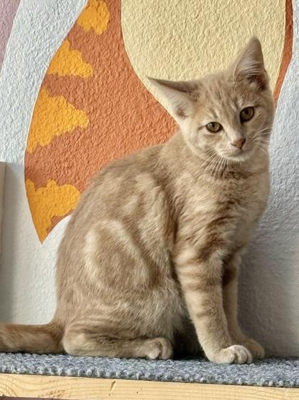 Ambrose, a Adoptable mixed breed in San Diego, CA image 2/3