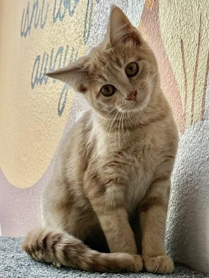 Ambrose, a Adoptable mixed breed in San Diego, CA image 3/3