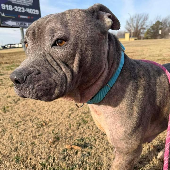 Enlarge Apollo, a Adoptable mixed breed in Vinita, OK image 3/6