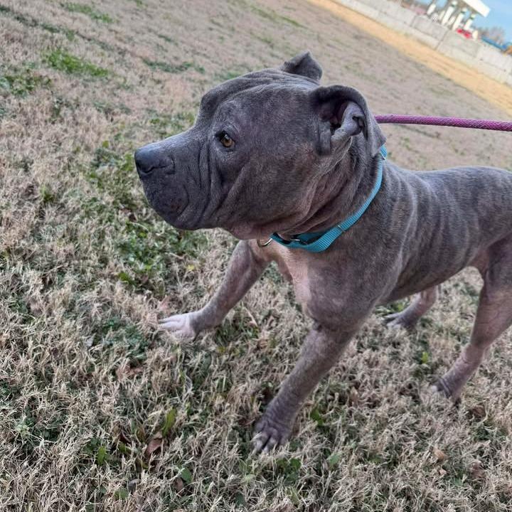 Enlarge Apollo, a Adoptable mixed breed in Vinita, OK image 4/6