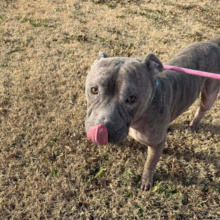 Enlarge Apollo, a Adoptable mixed breed in Vinita, OK image 5/6