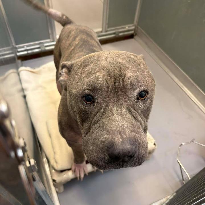 Enlarge Apollo, a Adoptable mixed breed in Vinita, OK image 6/6