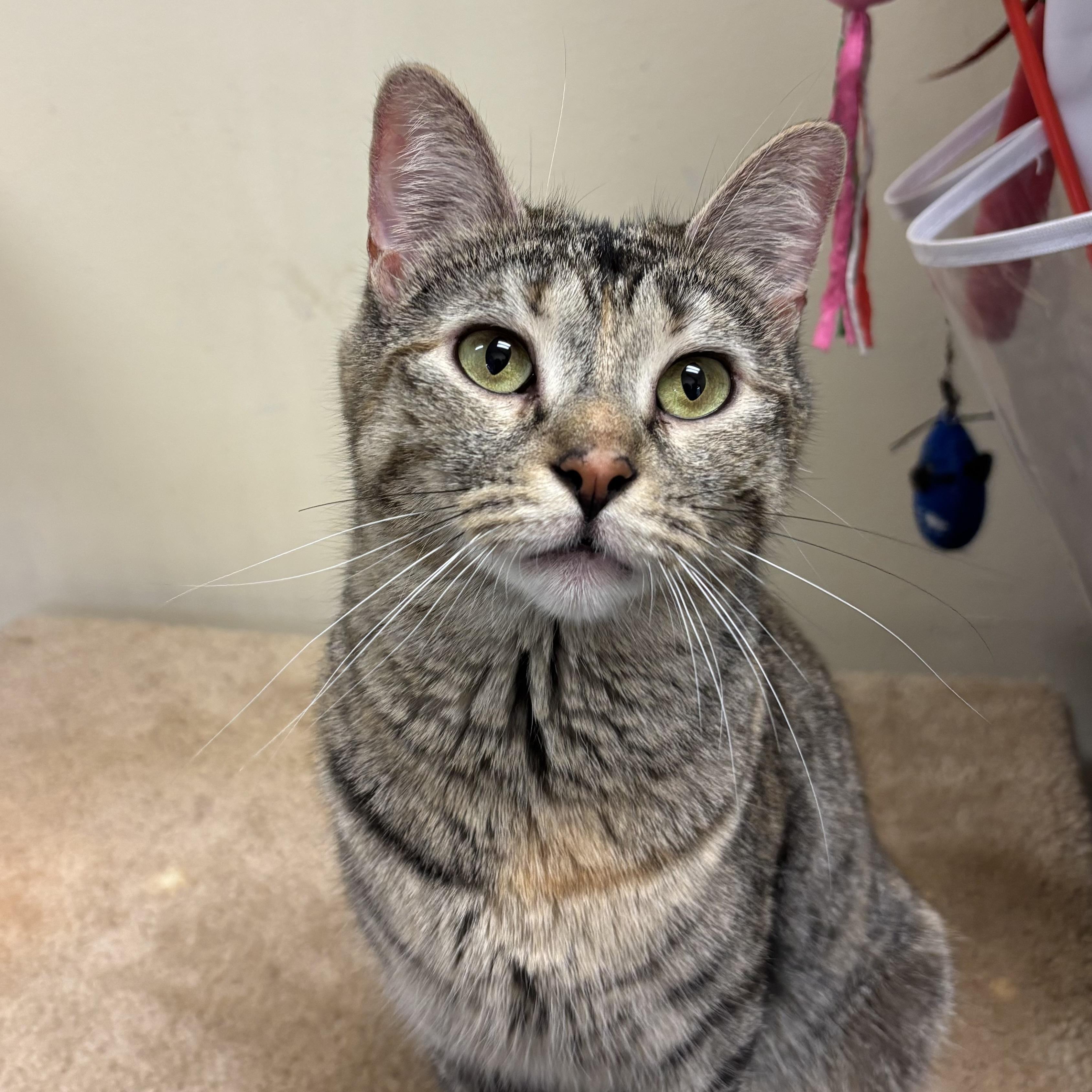 Lucy, ADOPTABLE, Adult Female Domestic Short Hair & Tabby.