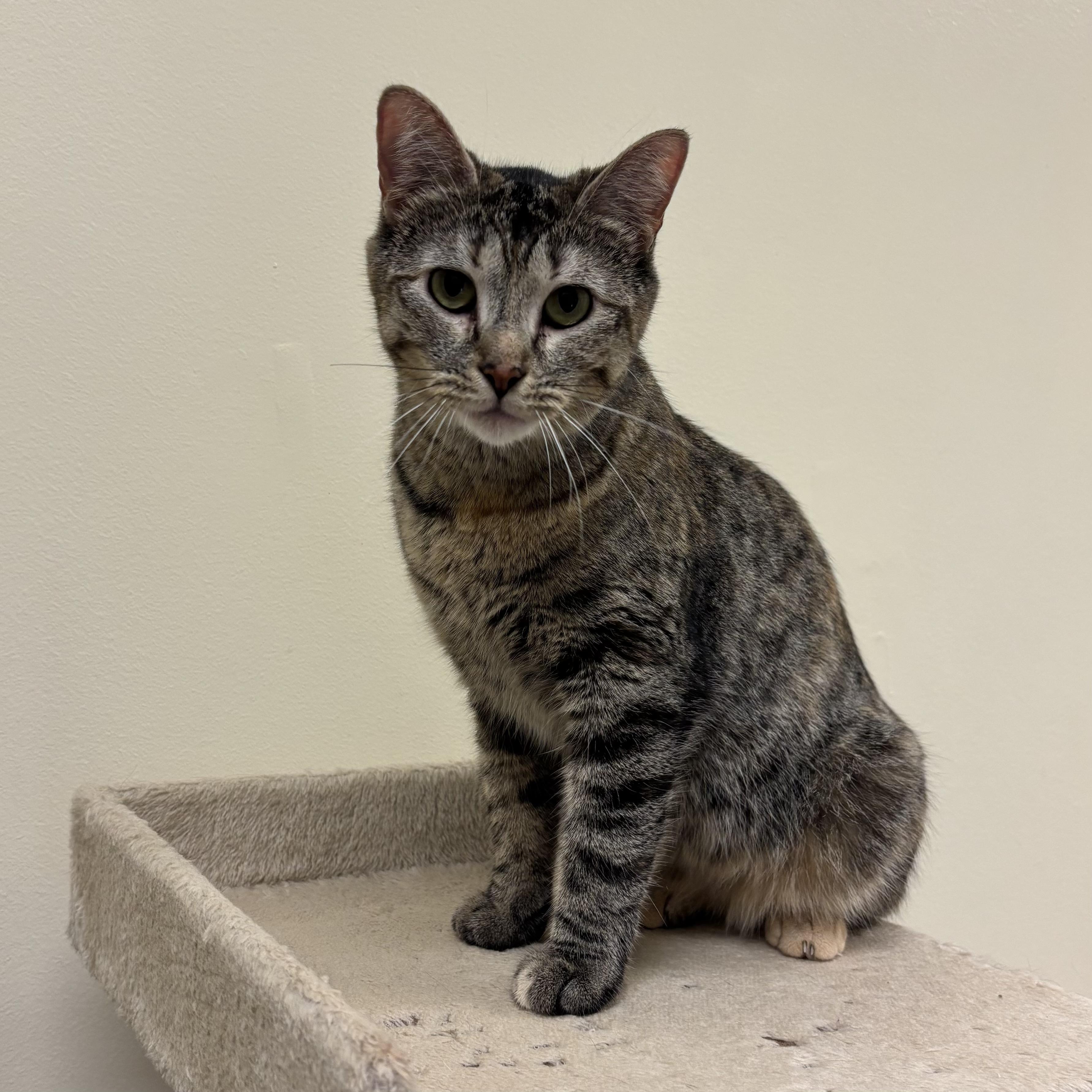 Lucy, a ADOPTABLE mixed breed in Bolingbrook, IL image 3/6