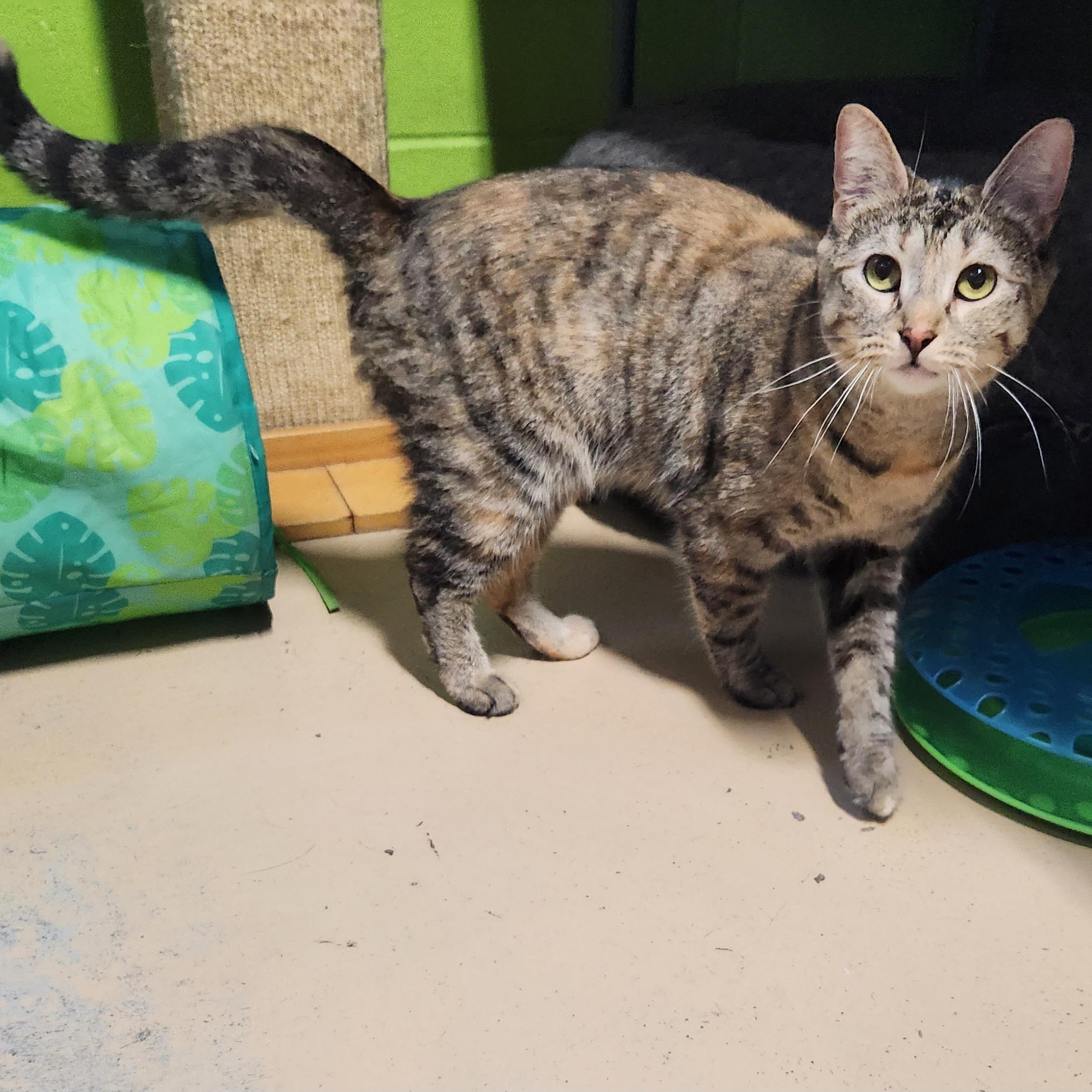 Lucy, a ADOPTABLE mixed breed in Bolingbrook, IL image 4/6