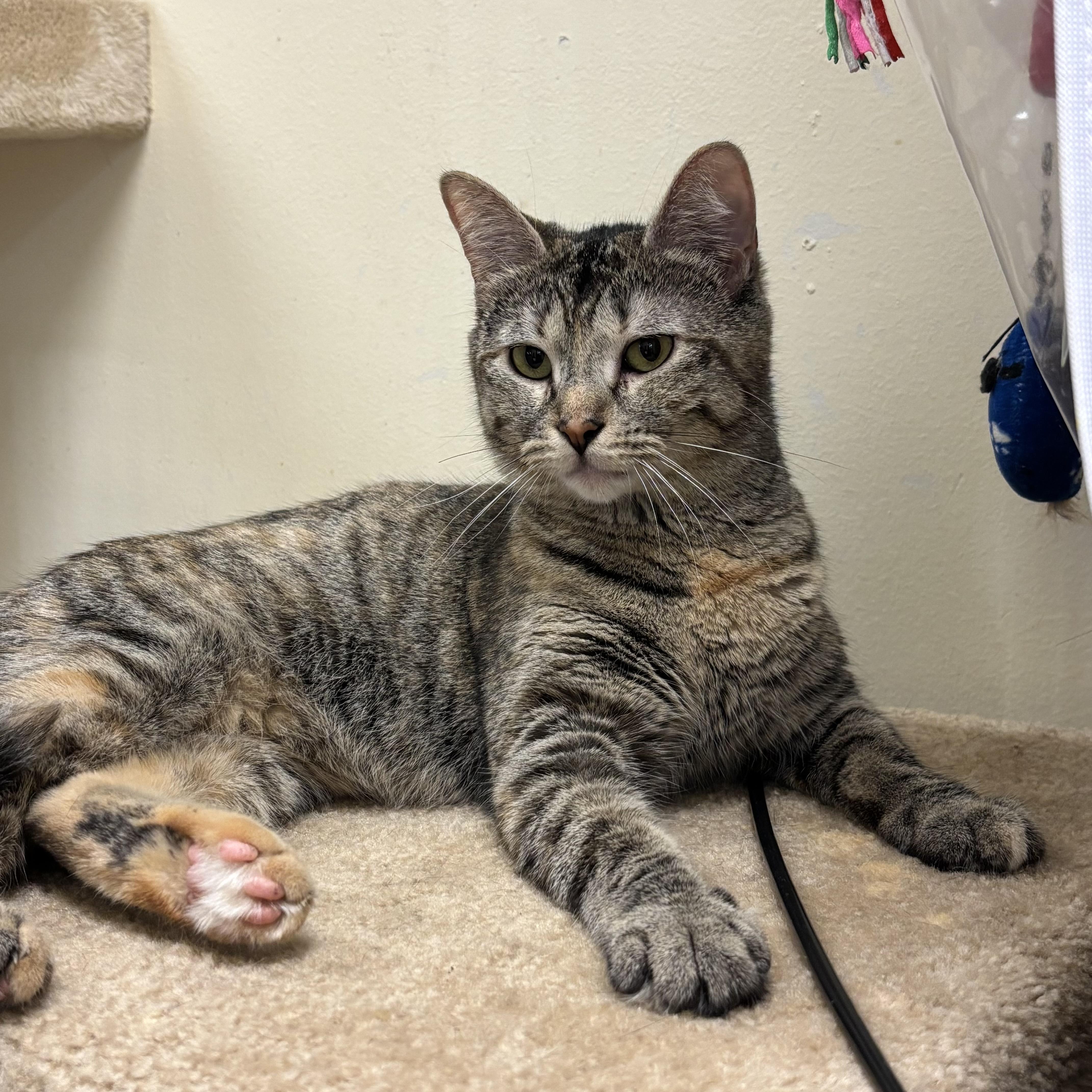 Lucy, a ADOPTABLE mixed breed in Bolingbrook, IL image 2/6