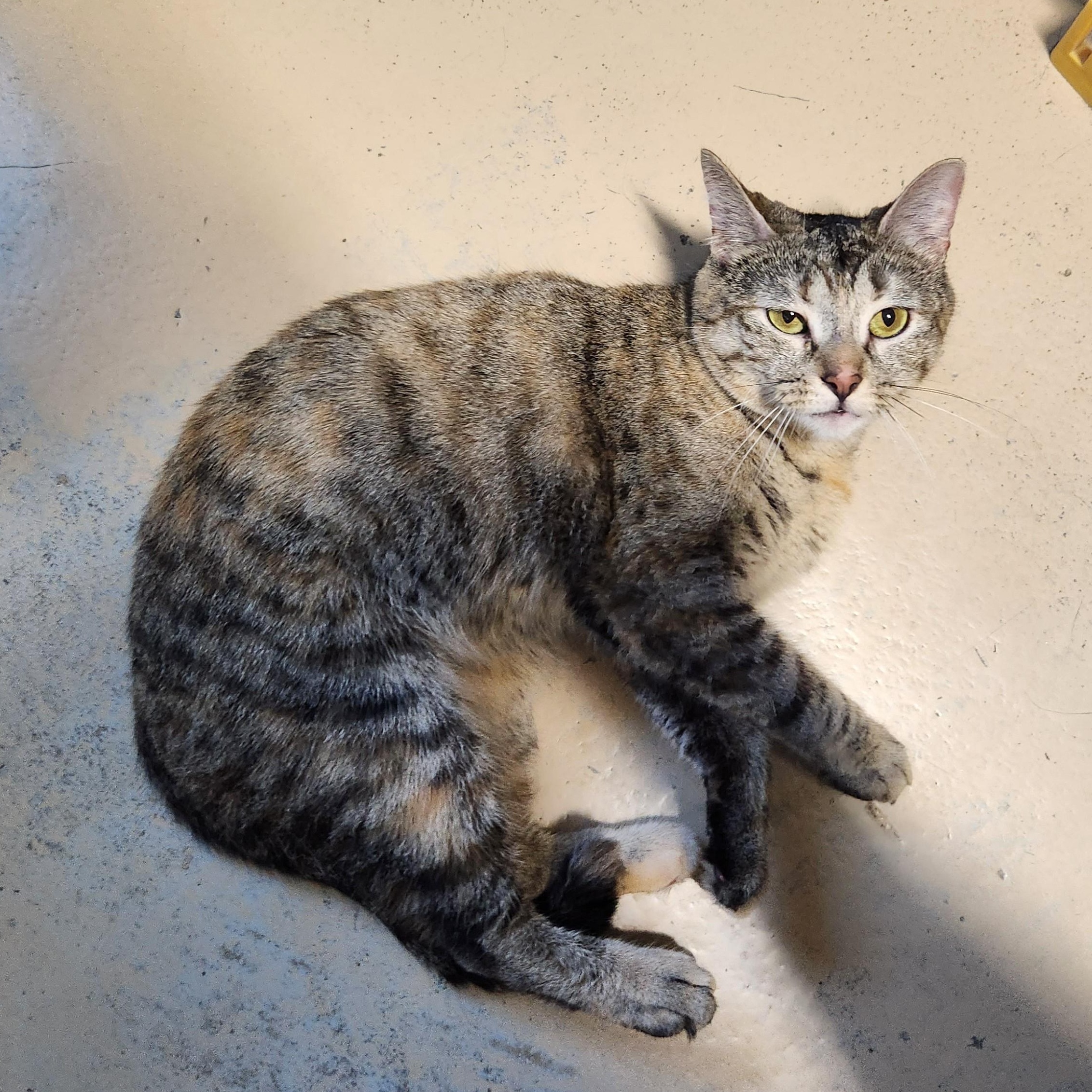 Lucy, a ADOPTABLE mixed breed in Bolingbrook, IL image 5/6