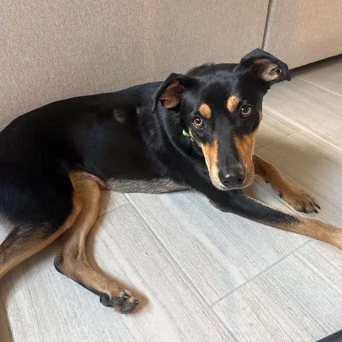 Enlarge Scarlett, a Adoptable mixed breed in Polk, OH image 3/4
