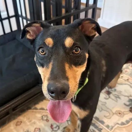 Enlarge Scarlett, a Adoptable mixed breed in Polk, OH image 2/4