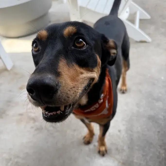 Enlarge Scarlett, a Adoptable mixed breed in Polk, OH image 1/4