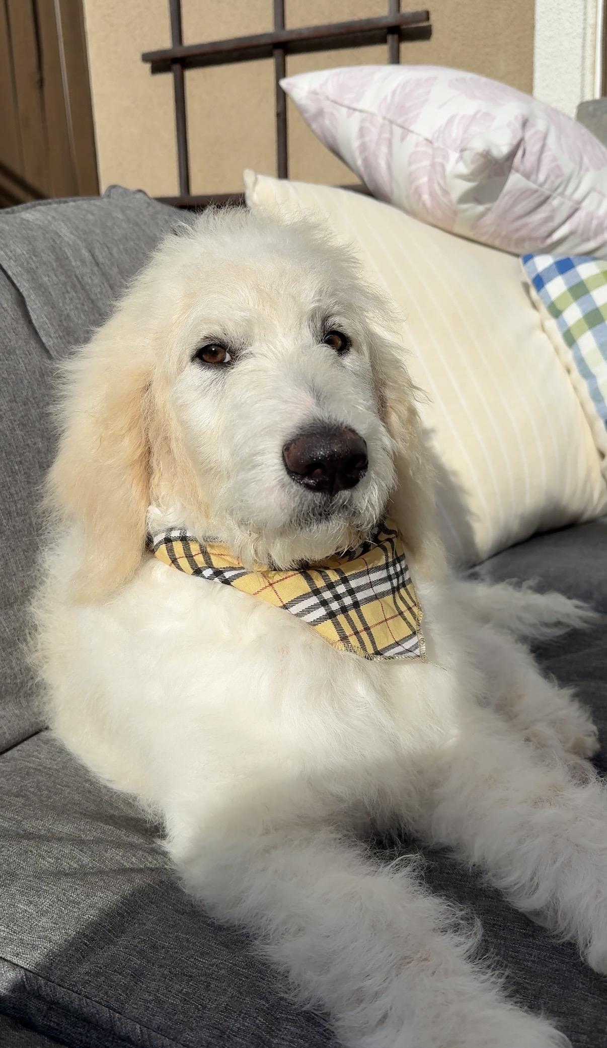 Enlarge Truman, a ADOPTABLE Labradoodle in Rancho Santa Margarita, CA image 3/5
