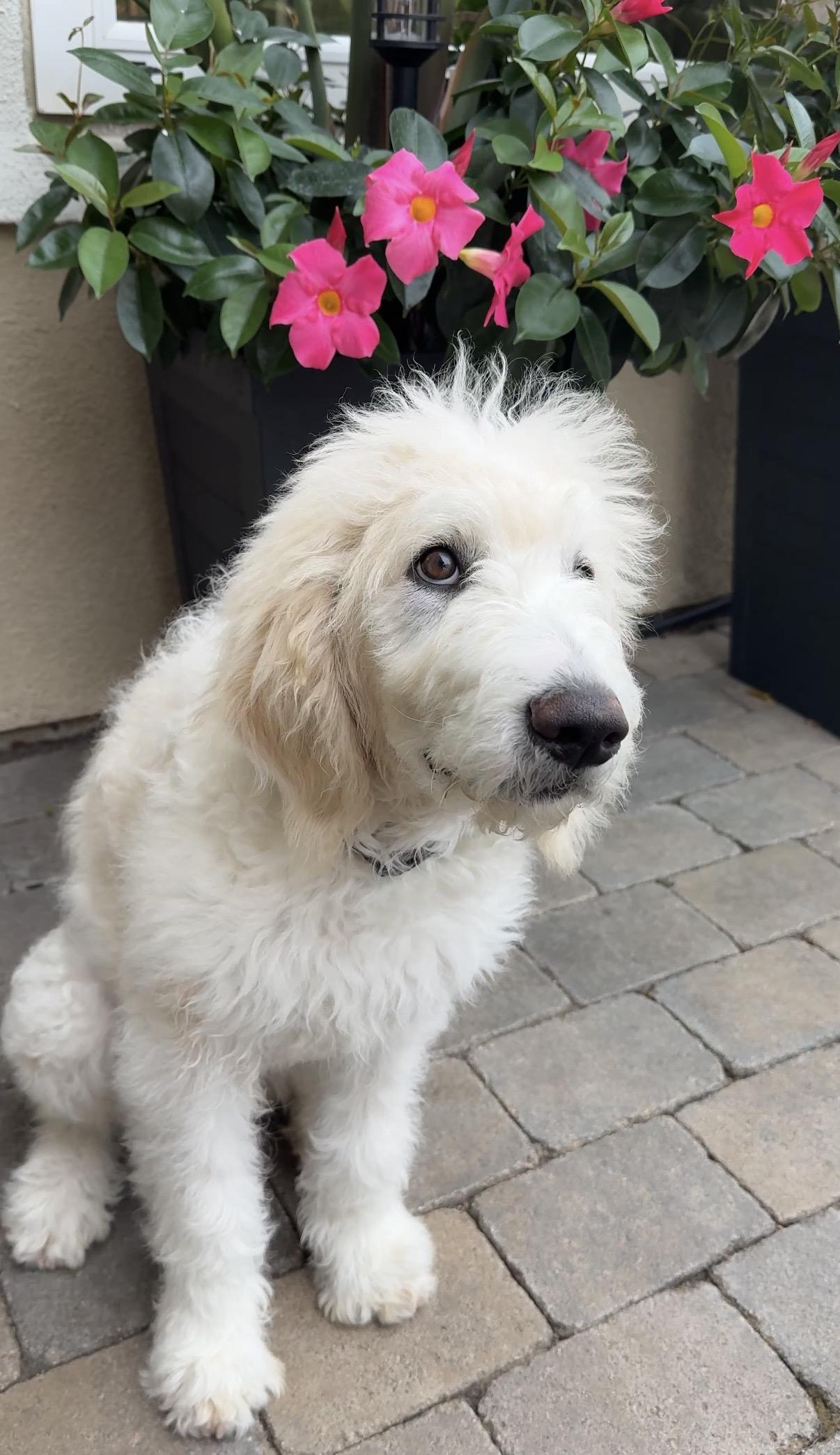 Enlarge Truman, a ADOPTABLE Labradoodle in Rancho Santa Margarita, CA image 4/5