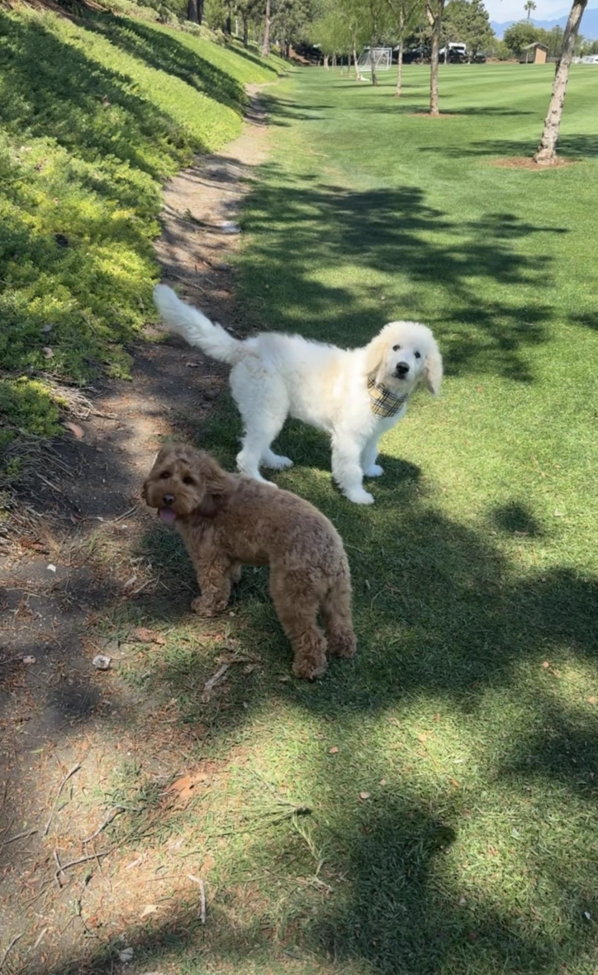 Enlarge Truman, a ADOPTABLE Labradoodle in Rancho Santa Margarita, CA image 5/5