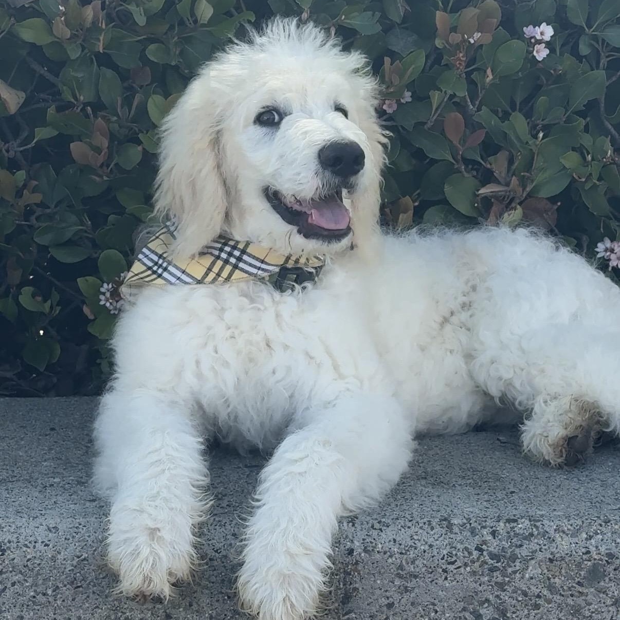 Truman, ADOPTABLE, Puppy Male Labradoodle.