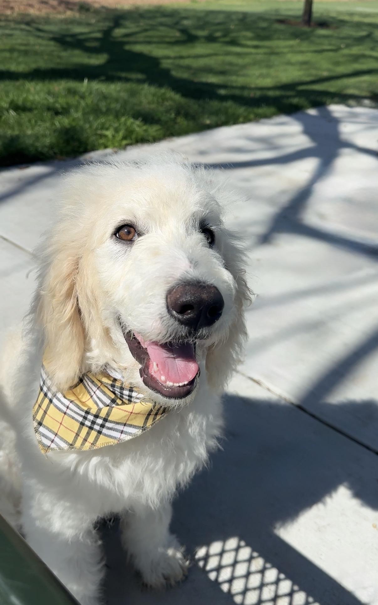 Enlarge Truman, a ADOPTABLE Labradoodle in Rancho Santa Margarita, CA image 2/5