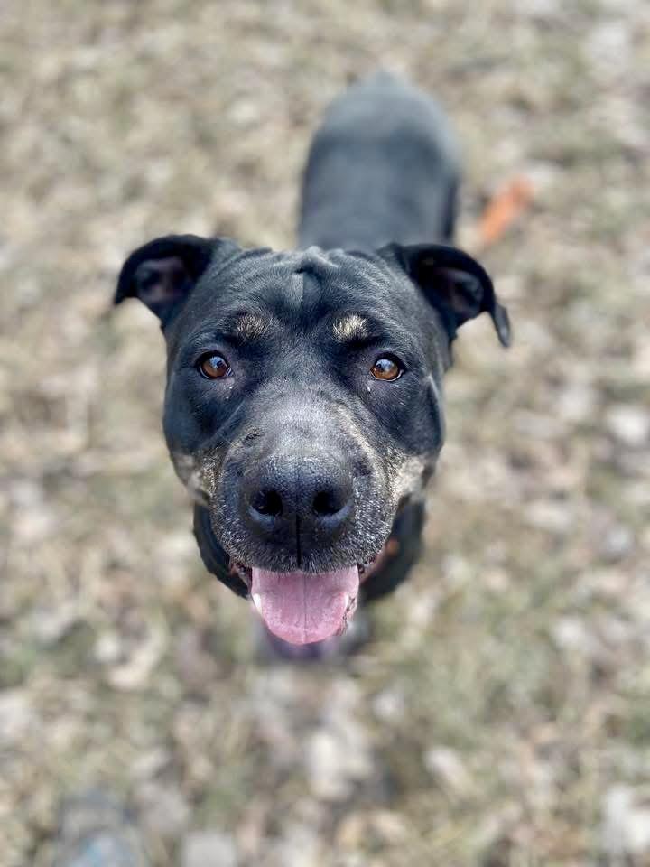 Enlarge Vivi, a ADOPTABLE Pit Bull Terrier in Chicago, IL image 5/5