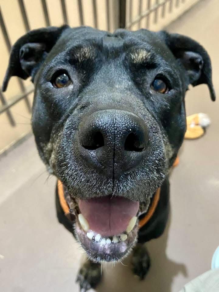 Enlarge Vivi, a ADOPTABLE Pit Bull Terrier in Chicago, IL image 4/5