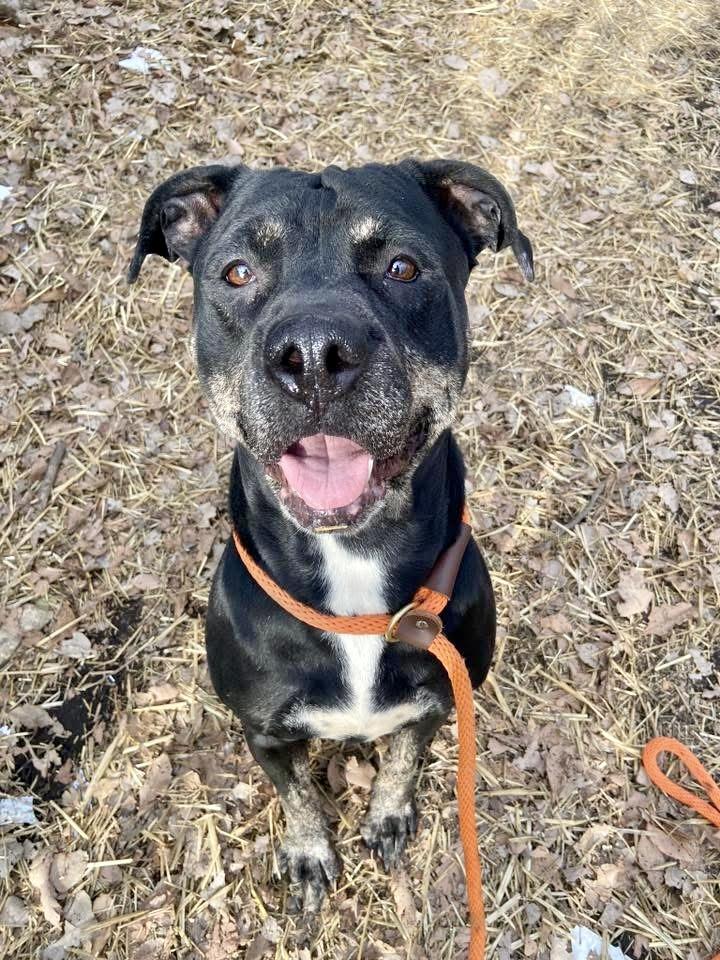 Enlarge Vivi, a ADOPTABLE Pit Bull Terrier in Chicago, IL image 1/5