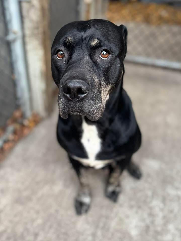 Vivi, ADOPTABLE, Adult Female Pit Bull Terrier.